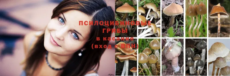 магазин  наркотиков  блэк спрут ССЫЛКА  Псилоцибиновые грибы Psilocybine cubensis  Высоцк 